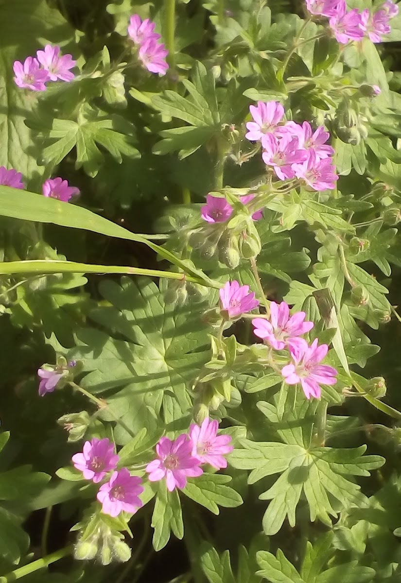 Cransbill