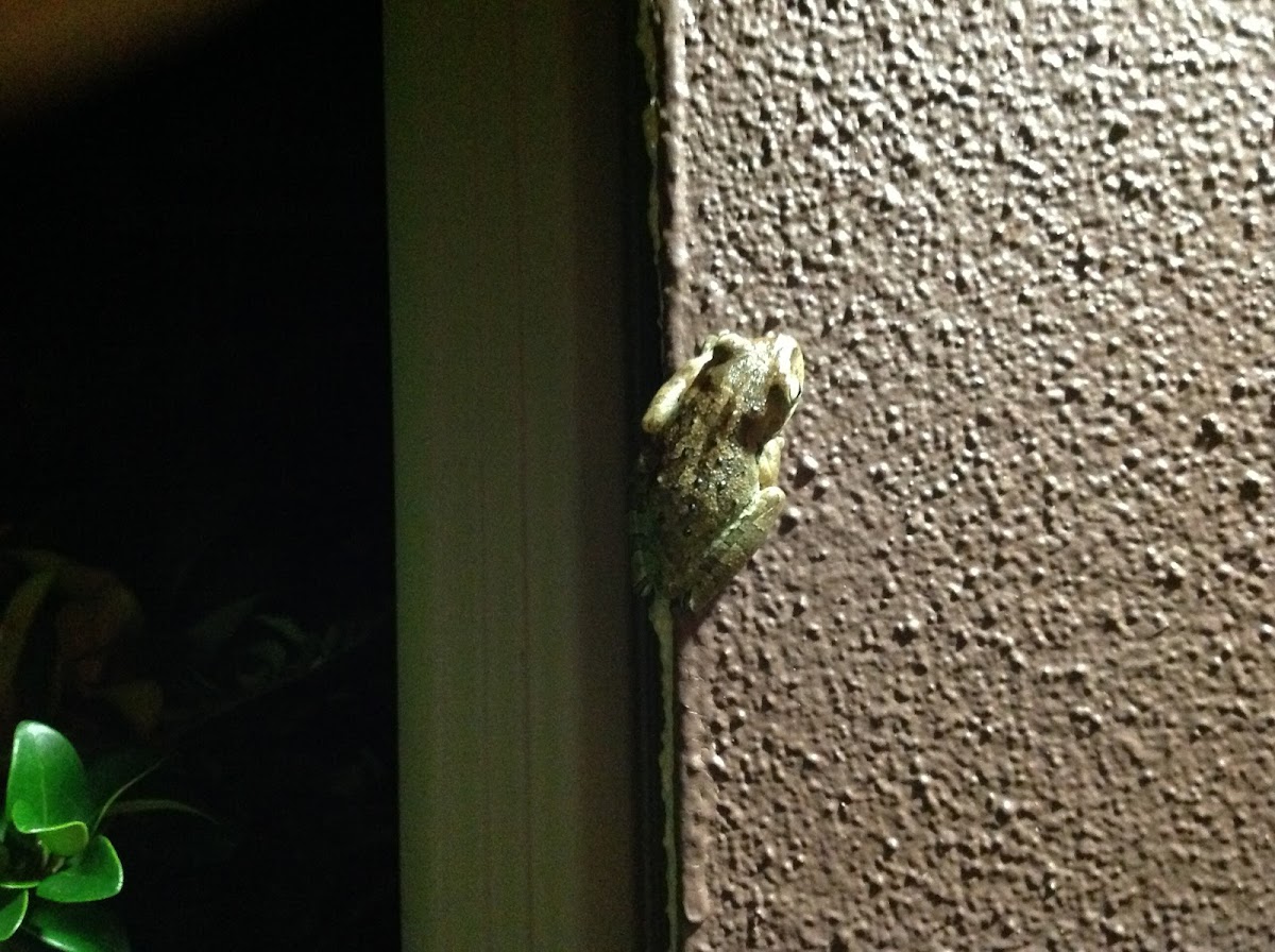 Cuban Treefrog ( A Second Spotting )