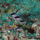 Yellownose Shrimpgoby