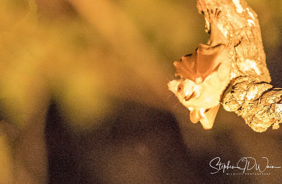 Lesser short-nosed fruit bat