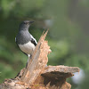 ORIENTAL MAGPIE ROBIN