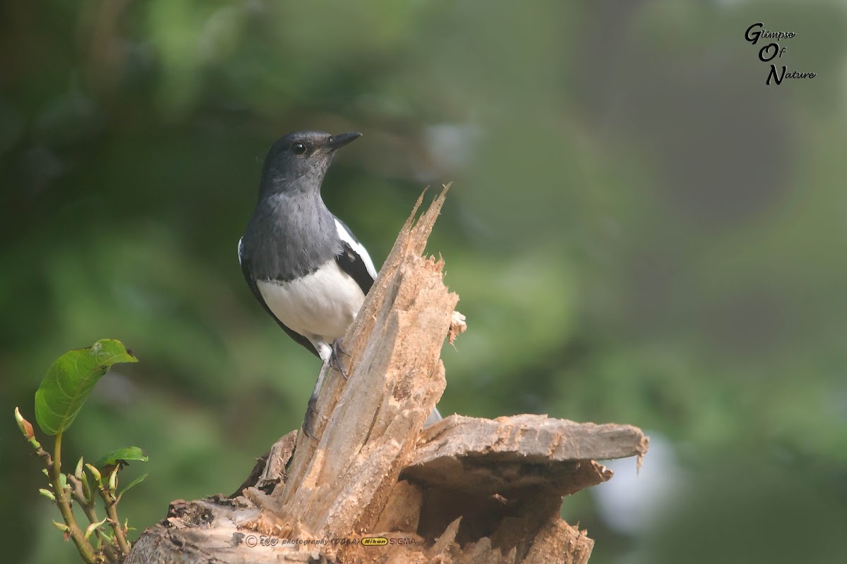 ORIENTAL MAGPIE ROBIN