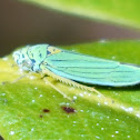 Blue-green sharpshooter