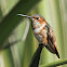 Allen's/Rufous Hummingbird