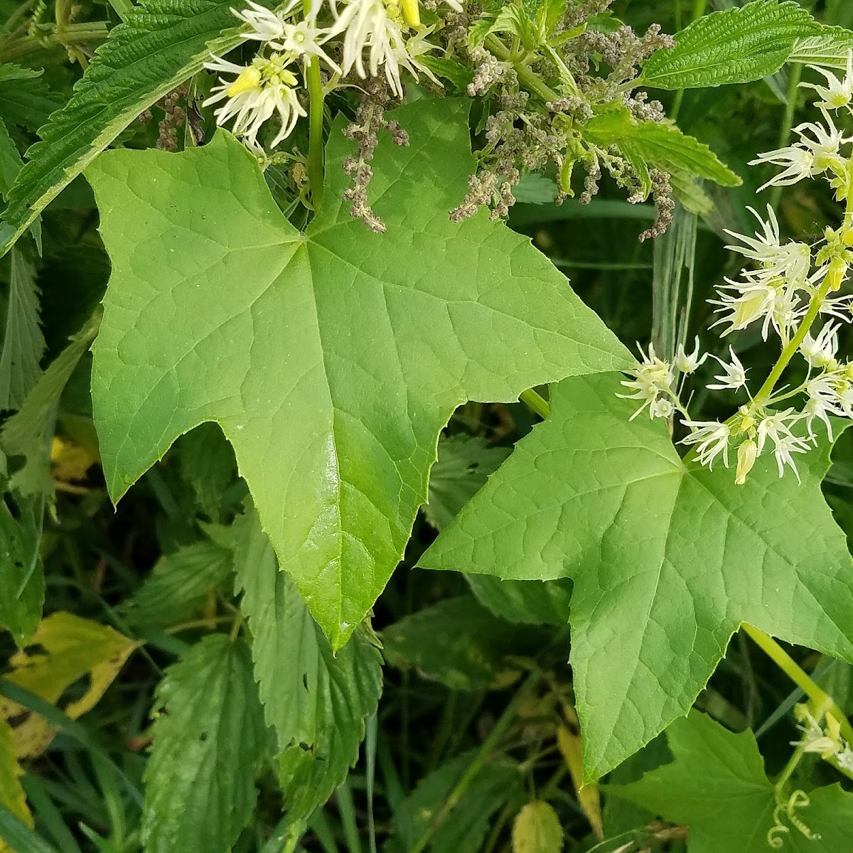 Wild Cucumber, Prickly Cucumber