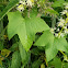 Wild Cucumber, Prickly Cucumber