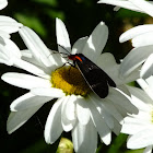 Red-Shouldered Ctenucha