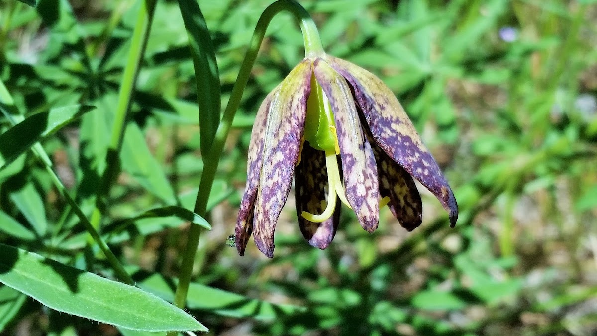 Chocolate lily