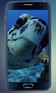 Sea Turtle Live Wallpaper(圖1)-速報App