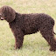 Irish Water Spaniel Themes & New Tab