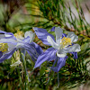 Colorado Columbine