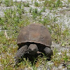 Gopher Tortoise