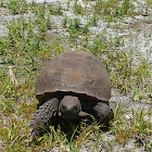 Gopher Tortoise