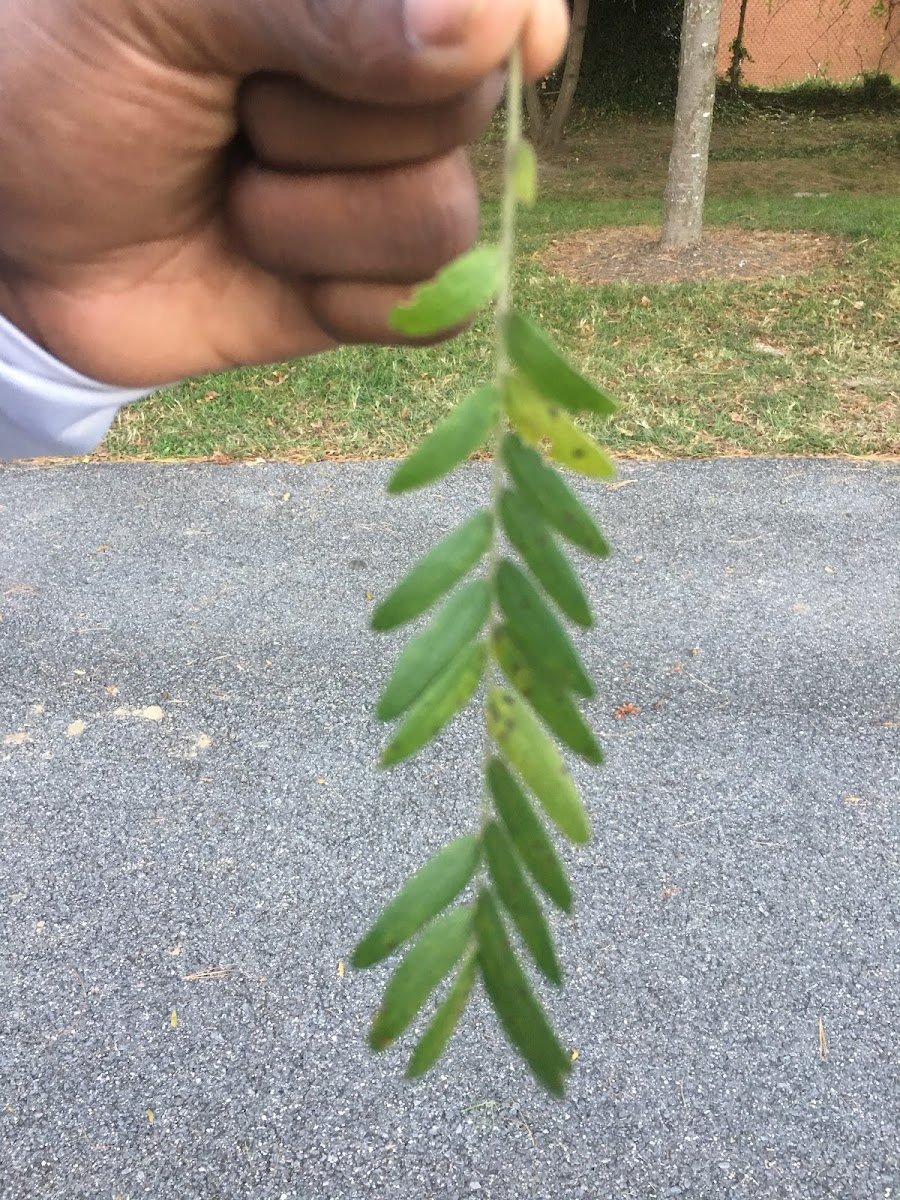 Honey locust