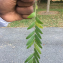 Honey locust