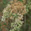 Marsh fleabane