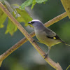 Yellow-winged Tanager