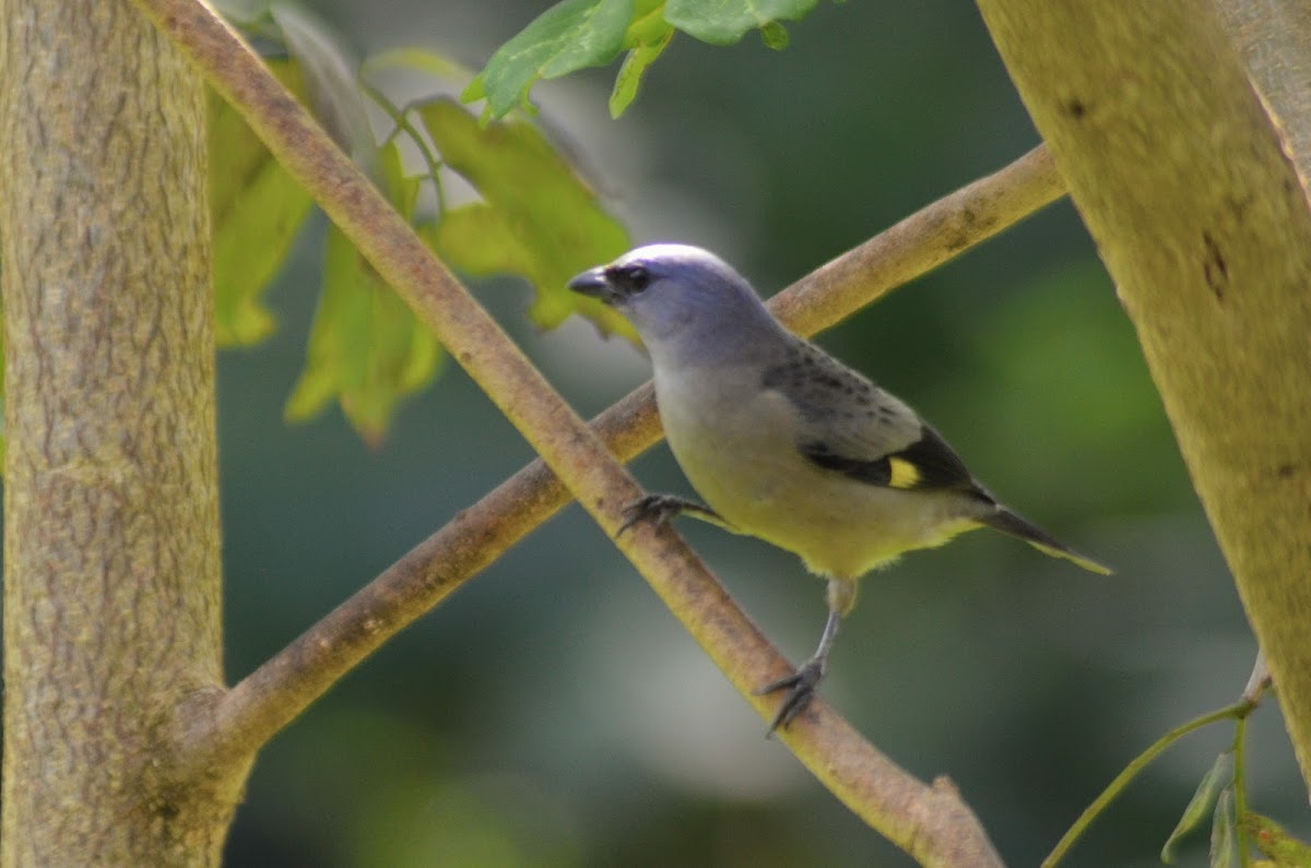 Yellow-winged Tanager