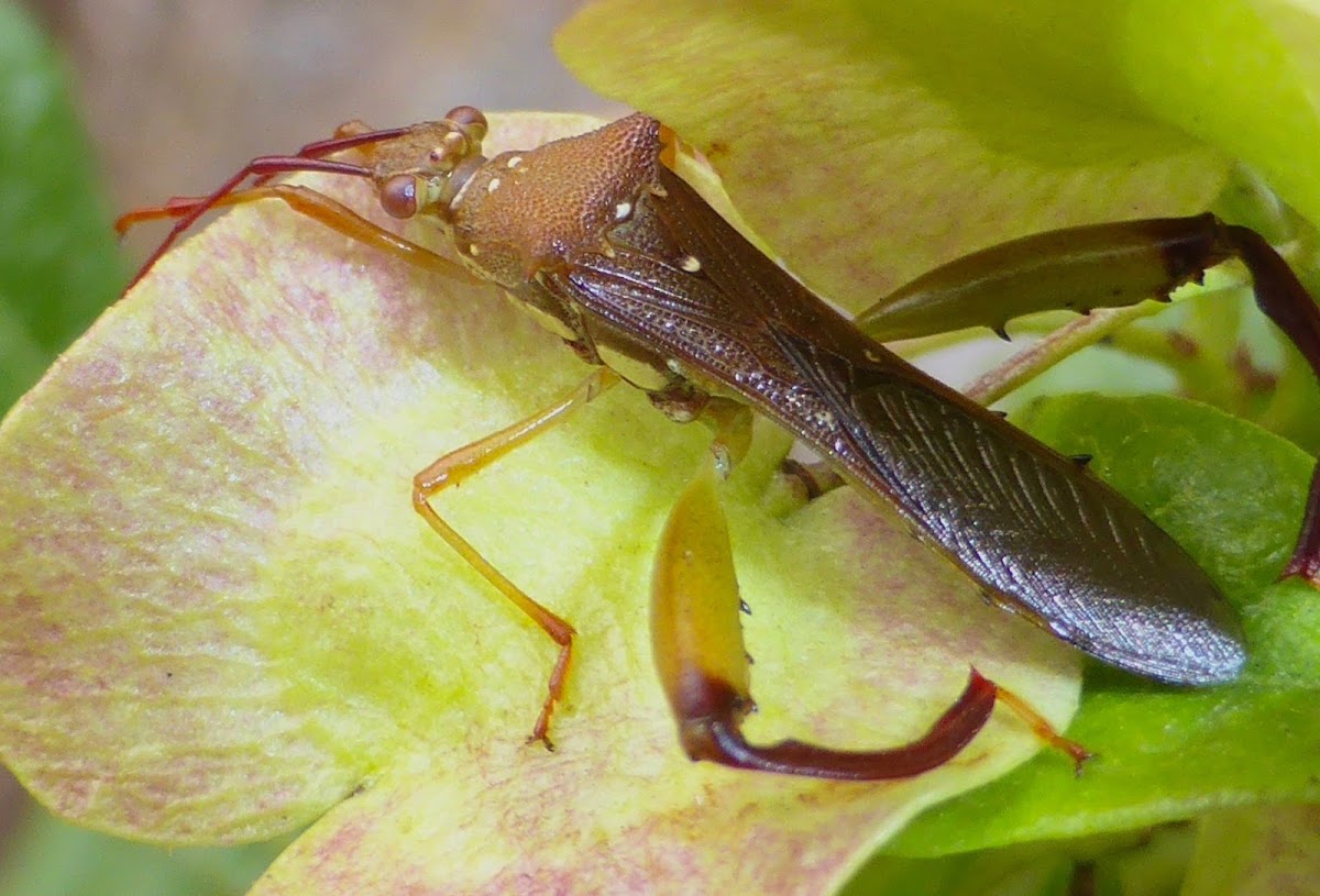 Texas Bow-legged Bug