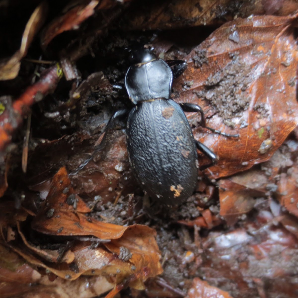 Ground beetle