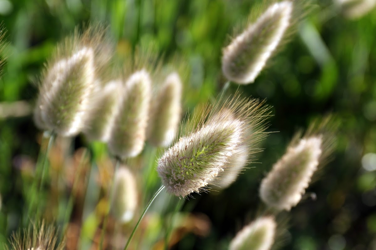 Hares tail grass