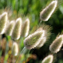 Hares tail grass