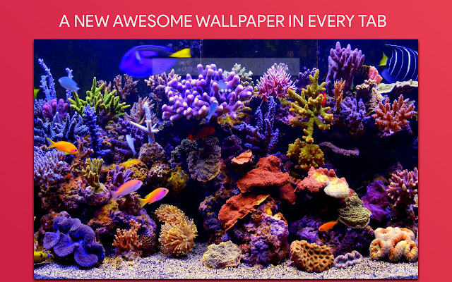 Fish Live Wallpaper HD Custom New Tab