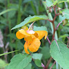 Orange Jewelweed