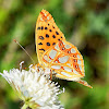 Queen of Spain Fritillary