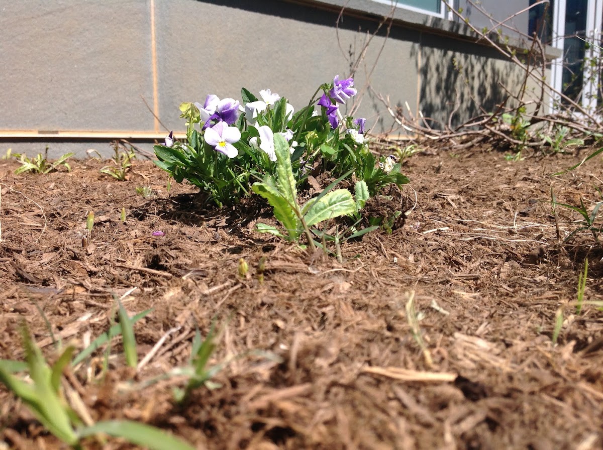 Purple and white flowers