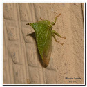 Buffalo Treehopper