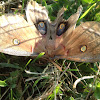 Polyphemus Moth