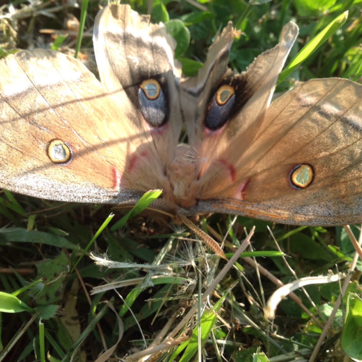 Polyphemus Moth