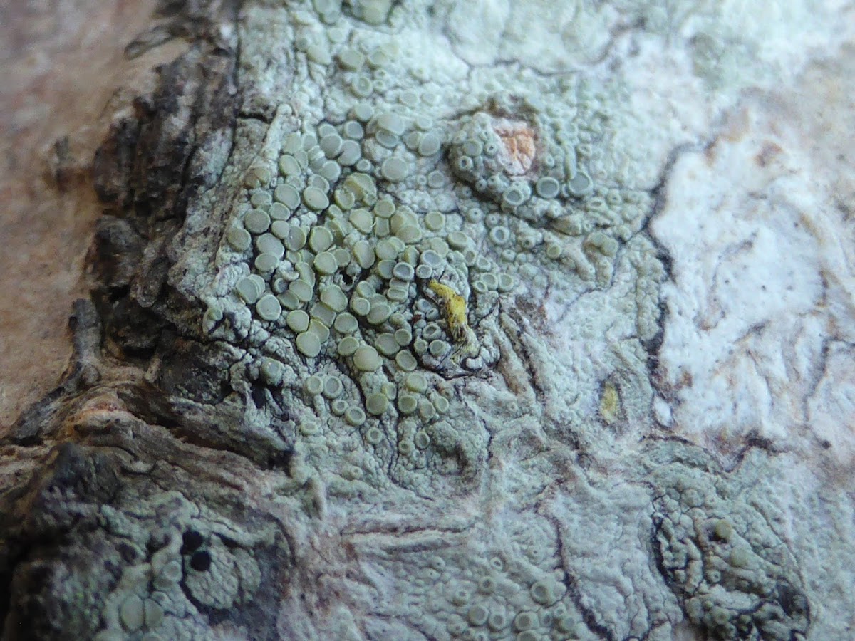 Rim Lichen