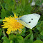 Large white (female)