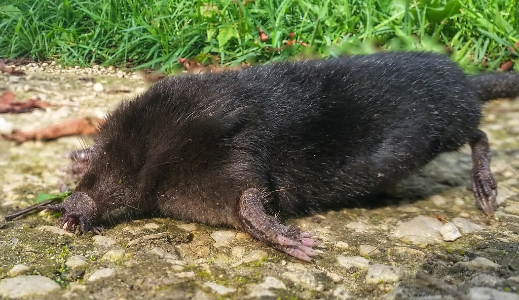 Star-Nosed Mole