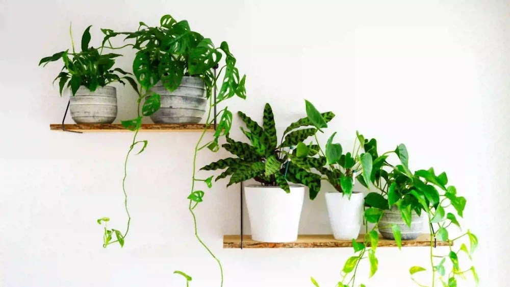 8 Best Plants for Home As Per Vastu Shastra