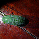 Green cicada