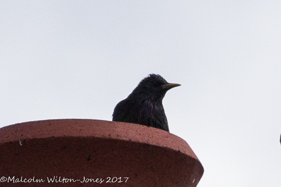 Starling