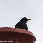 Starling