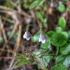 Twinflower