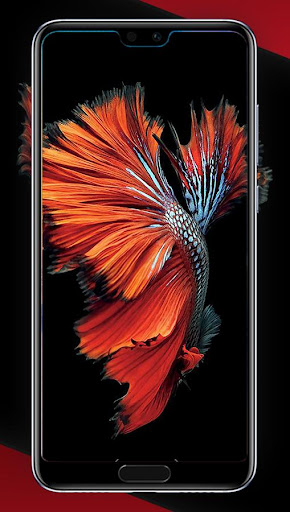 Betta Fish Smart Wallpapers