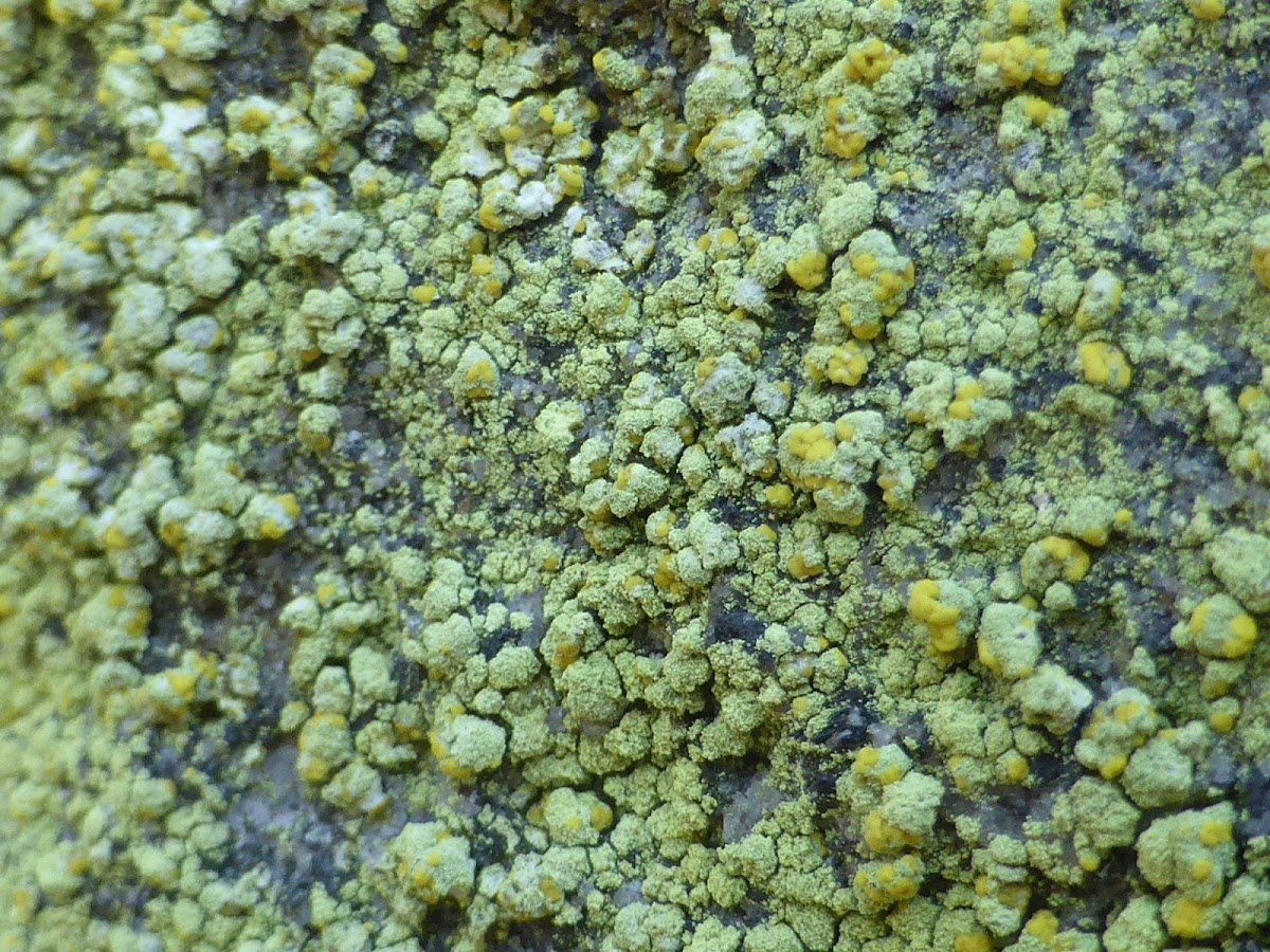 Psilolechia Lichen