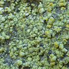 Psilolechia Lichen