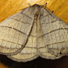 Eupterotidae Moth