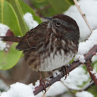 Song sparrow