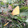 Orange Sulphur