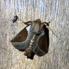 Skiff moth