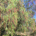 Red pepper tree