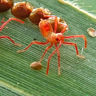 Sweetpotato bug. Eggs & nymphs 1st instar